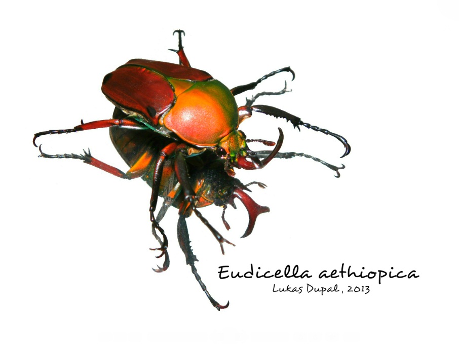 Eudicella aethiopica