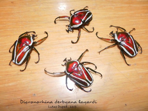dicronorhina-derbyana-layardi-2.jpg