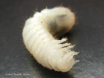 larva zlatohlávka