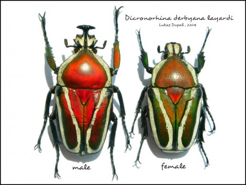 Dicronorhina derbyana layardi - male