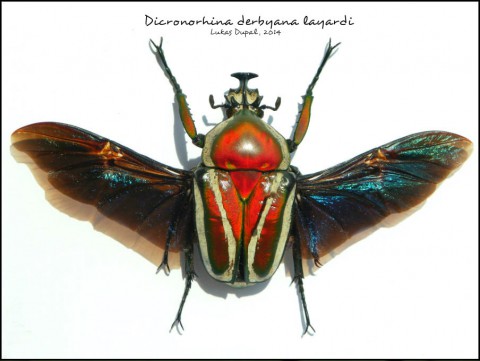 Dicronorhina derbyana layardi - male, felame