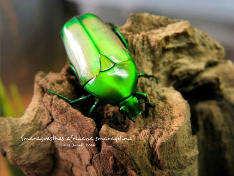 Smaragdesthes africana smaragdina