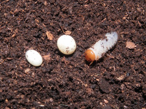 Mecynorrhina torquata immaculicollis eggs and larvae