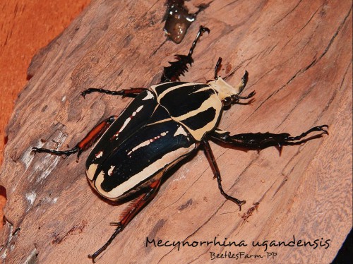 mecynorrhina-ugandensis-4.jpg