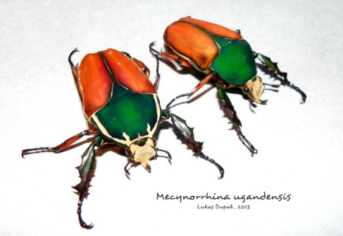 mecynorrhina-ugandensis-13.jpg