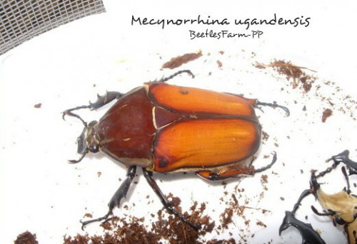 mecynorrhina-ugandensis-12.jpg