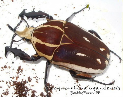 mecynorrhina-ugandensis-11.jpg